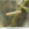 melitaea arduinna2 larva2 a